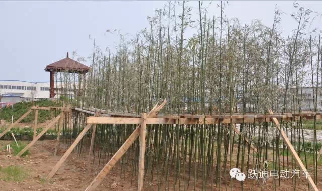 春暖花開、綠色躍迪---躍迪集團綠化工作進行中！