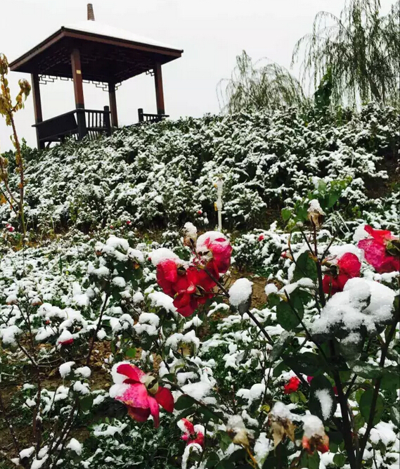 下雪天的躍迪集團(tuán)，咱也跟跟風(fēng)。。。